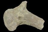 Fossil Turtle Limb Bone - Smokey Hill Chalk #66889-1